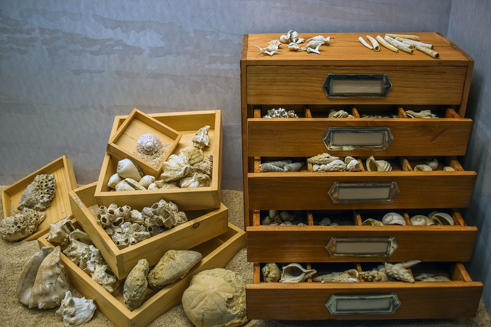 Inventaire muséal - collection de fossiles océanographqiques